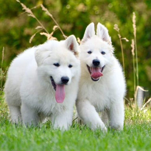 EAN 8023222129863 - Croci C3052986 200 ml Perro Champú imagen 2