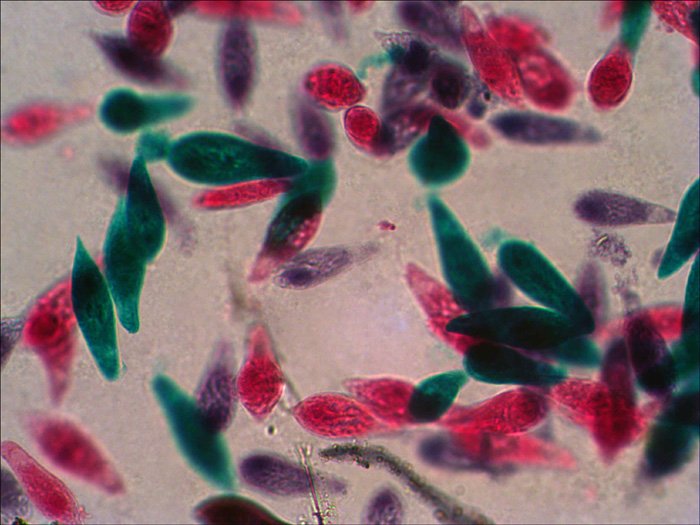 EAN 0611901511085 - Levenhuk N38 NG Vidrio Portaobjetos de microscopio imagen 3