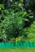 EAN 4078500053808 - Gardena 538-20 cercadillo de césped Cercadillo para césped Plástico Verde imagen 3