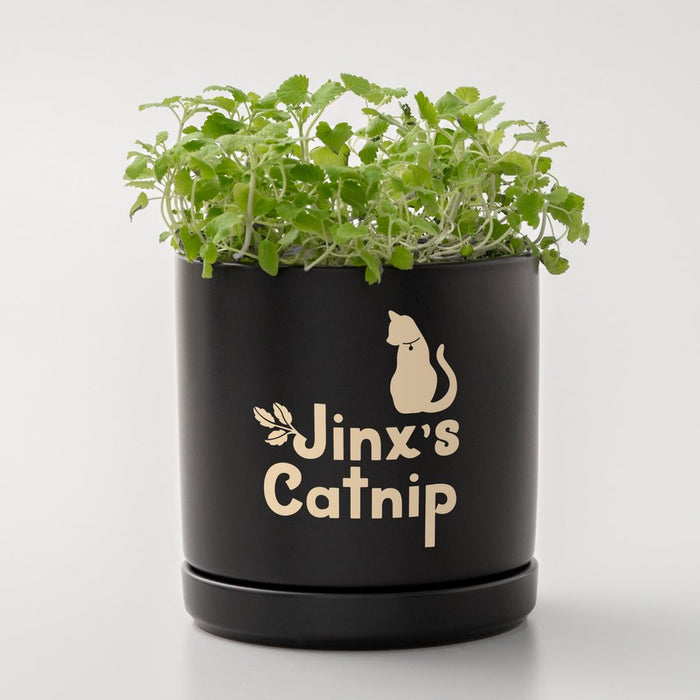 EAN 0093573758874 - Cricut Joy Xtra Smart Vinyl Desmontable Negro, Oro, Blanco Mate imagen 5