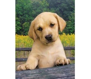 EAN 8005125390700 - Clementoni Cute puppy 1000 pieza(s) Fauna imagen 1