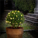 EAN 4040849579448 - Goobay 57944 iluminación decorativa Fairy lights 50 bombilla(s) LED imagen 5