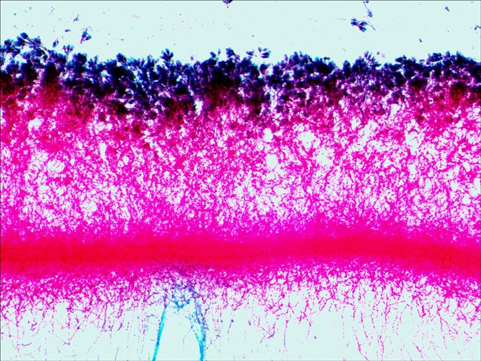 EAN 0611901511085 - Levenhuk N38 NG Vidrio Portaobjetos de microscopio imagen 9