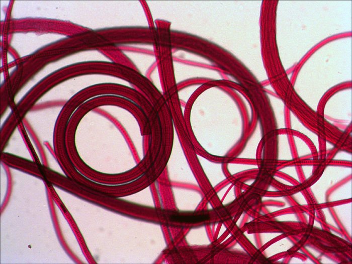 EAN 0611901511054 - Levenhuk N10 NG Vidrio Portaobjetos de microscopio imagen 3