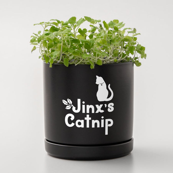 EAN 93573619830 - Cricut Joy Xtra Smart Viny Desmontable Blanco Mate imagen 5