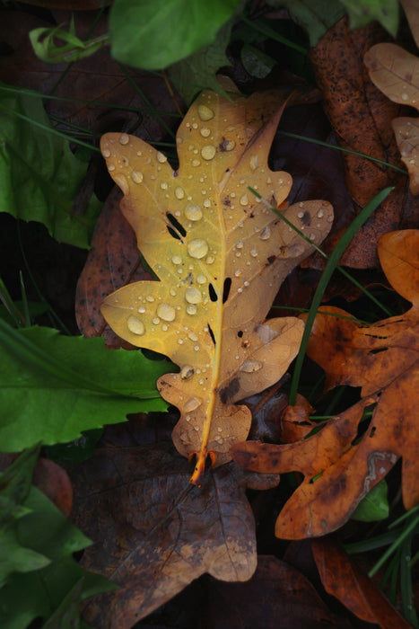 EAN 4549292205282 - Canon EOS R50, White + RF-S 18-45mm F4.5-6.3 IS STM Kit MILC 24,2 MP CMOS 6000 x 4000 Pixeles Blanco imagen 16