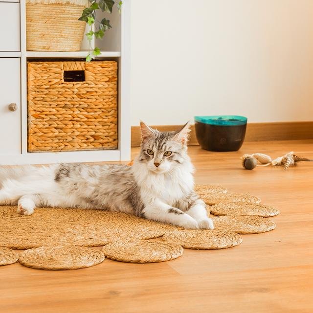 EAN 8435484095617 - Cecotec Pumba 2200 Refresh comedero y bebedero para perro y gato Plástico Negro, Azul Universal Bebedero  imagen 9