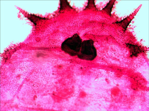 EAN 611901511078 - Levenhuk N20 NG Vidrio Portaobjetos de microscopio imagen 2