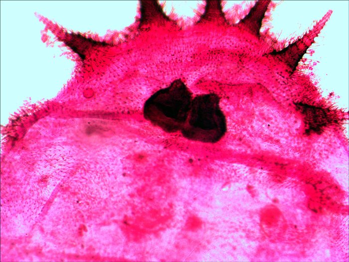 EAN 611901511078 - Levenhuk N20 NG Vidrio Portaobjetos de microscopio imagen 2