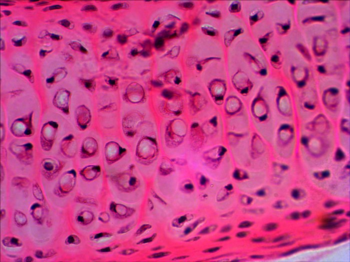 EAN 611901511078 - Levenhuk N20 NG Vidrio Portaobjetos de microscopio imagen 5