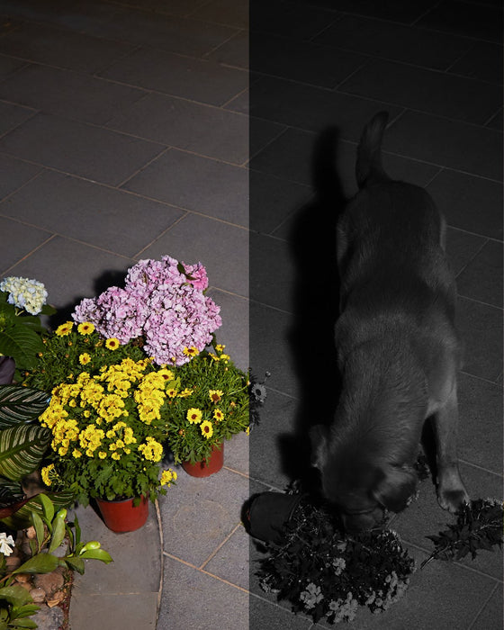 EAN 0194644052614 - Eufy Solocam S40 Caja Cámara de seguridad IP Interior y exterior 2048 x 1080 Pixeles Pared imagen 10