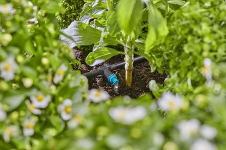 EAN 4078500059510 - Gardena 13317-20 gotero de riego 2 l/h Negro Instalación en línea imagen 4