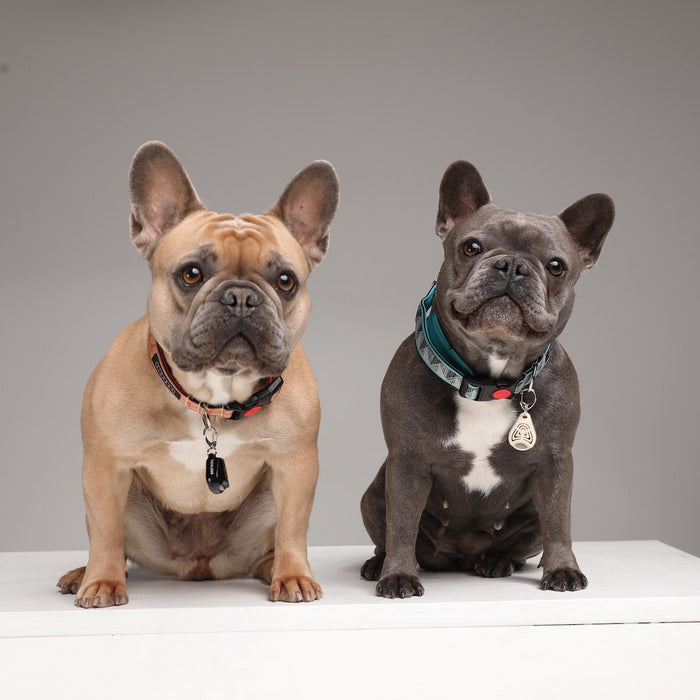 EAN 5999566451010 - Tickless PET Gato / Perro imagen 5