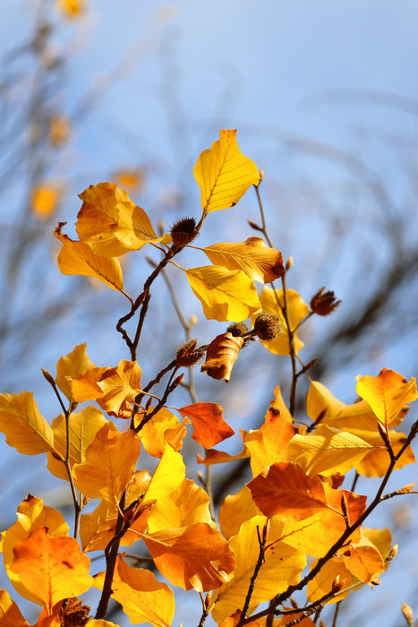 EAN 4549292205046 - Canon EOS R50, Black + RF-S 18-45mm F4.5-6.3 IS STM Kit MILC 24,2 MP CMOS 6000 x 4000 Pixeles Negro imagen 17