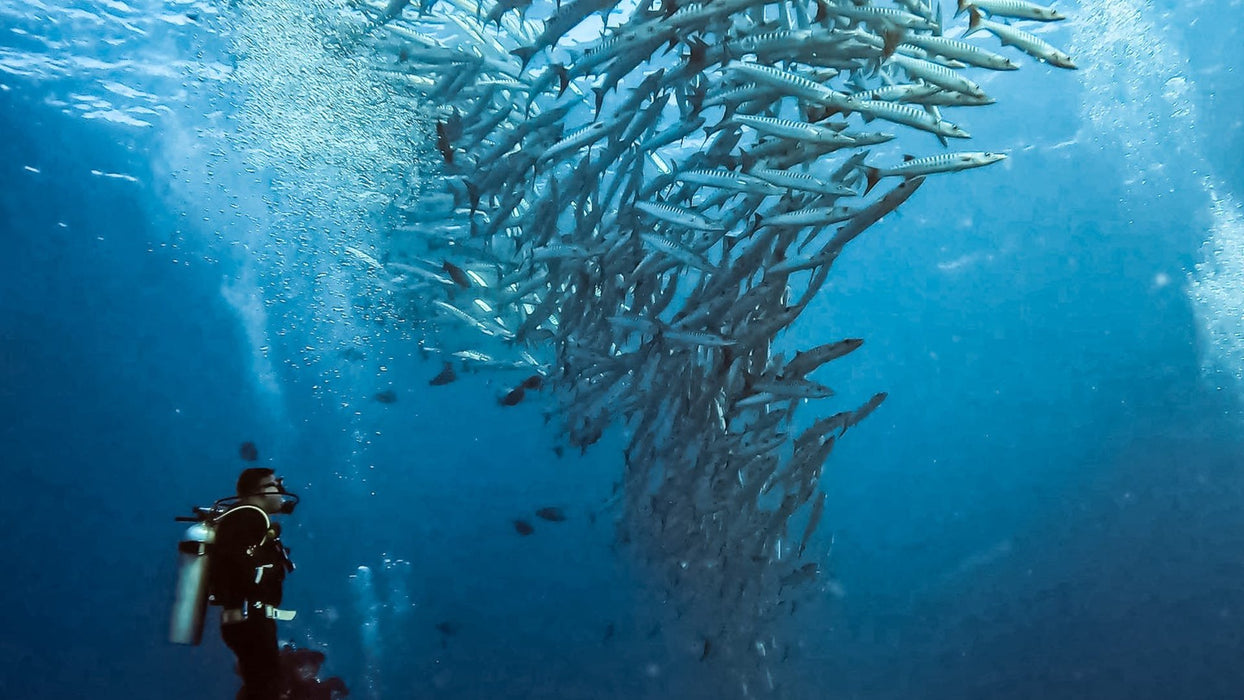 EAN 0818279025354 - GoPro ADDIV-001 accesorio para cámara de deportes de acción Carcasa para cámara imagen 7
