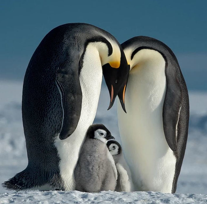 EAN 4012240040889 - B+W T-Pro 007 Filtro protector 46 mm imagen 5